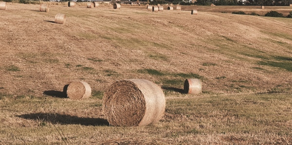 MERCURI (ALLEANZA COOPERATIVE) al G20 dell’Agricoltura